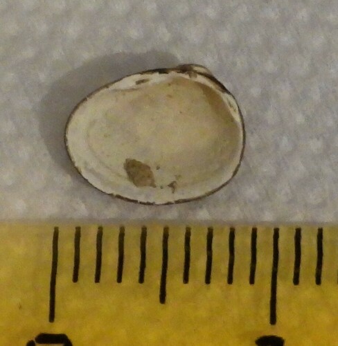 Greater European Pea Clam