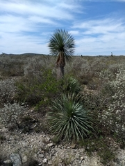 Yucca rostrata