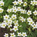 Drummond's Stitchwort - Photo (c) Linda Jo Conn, some rights reserved (CC BY-NC), uploaded by Linda Jo Conn
