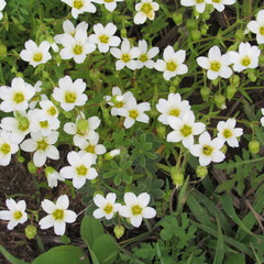 Mononeuria nuttallii