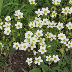 Mononeuria nuttallii