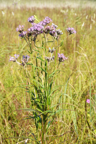 Amur sub-wort (Saussurea amurensis)
