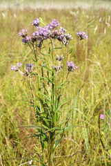Saussurea amurensis