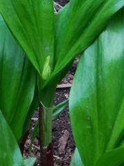 Allium ochotense