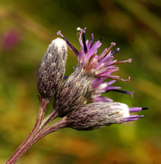 Saussurea amurensis