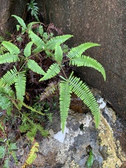 Dicranopteris