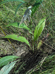 Saussurea amurensis