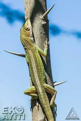 Anolis chlorocyanus