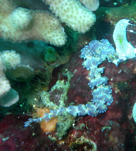 Blue Dragon — seen at this dive site