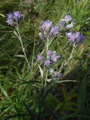 Saussurea amurensis