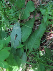 Saussurea amurensis