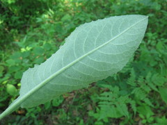 Saussurea amurensis