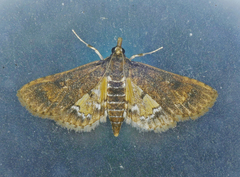 Niphograpta albiguttalis