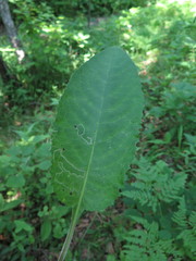 Saussurea amurensis