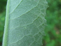 Saussurea amurensis