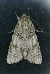 Acronicta rubricoma