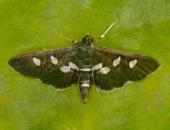 Desmia subdivisalis