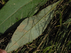 Saussurea amurensis