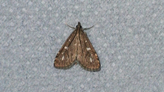 Udea olivalis
