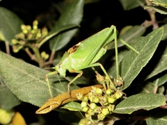 Platylyra californica