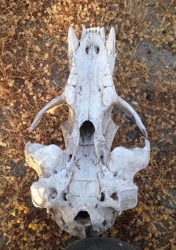 California Black Bear photographed in California