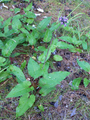 Saussurea controversa