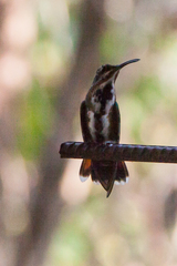 Anthracothorax veraguensis