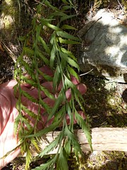 Asplenium flaccidum flaccidum