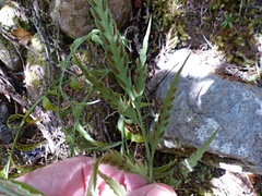 Asplenium flaccidum flaccidum