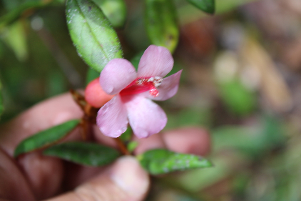 Rhododendron beyerinckianum (Rhododendron beyerinckianum)