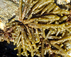 Splachnidium rugosum