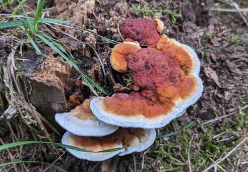 Heterobasidion orientale