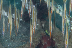 Centriscus scutatus