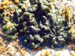 Codium convolutum