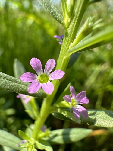 Ysopblättriger Weiderich