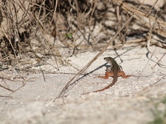 Aspidoscelis angusticeps
