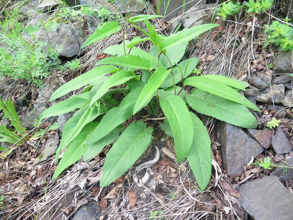 Saussurea kolesnikovii