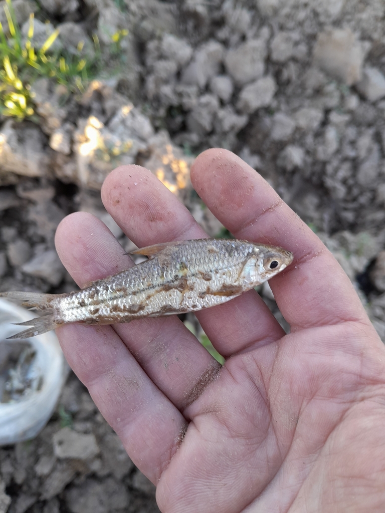Steindachnerina biornata