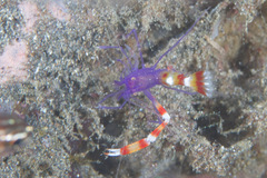 Stenopus tenuirostris