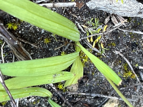 Image of Hesperantha falcata by (c) Charleen Brunke, some rights reserved (CC BY)