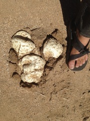 Agaricus deserticola