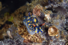Hypselodoris infucata