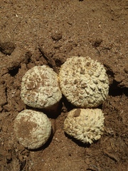 Agaricus deserticola