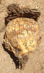 Agaricus deserticola