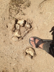 Agaricus deserticola