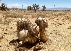 Agaricus deserticola