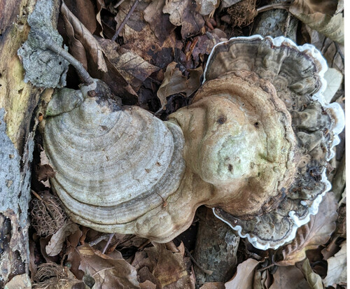 Ganoderma applanatum
