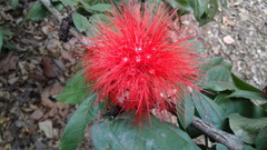 Calliandra trinervia
