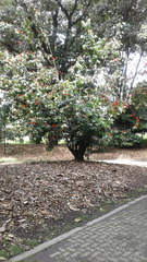 Calliandra trinervia