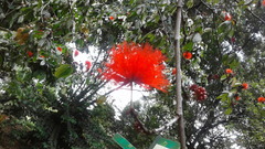 Calliandra trinervia